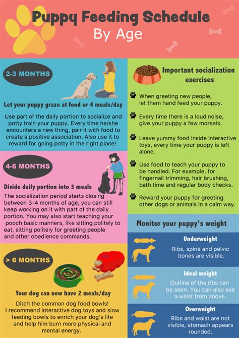 Puppy Feeding Schedule: Look at the chart, follow the tips!