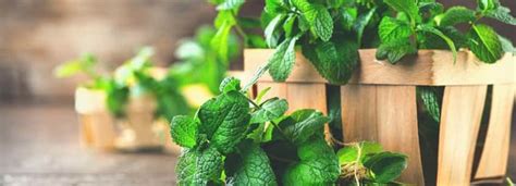 Benefits of Mint And Its Side Effects | Lybrate