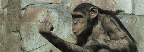 Humans and Chimps Found to Communicate Similarly [Study] – Communication Studies