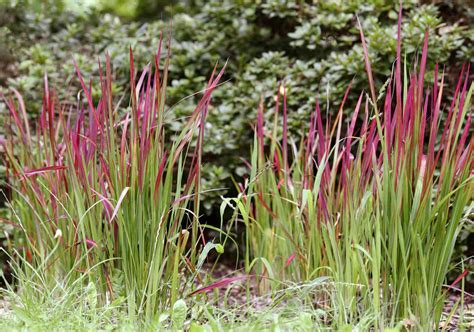 Red Baron Japanese Blood Grass