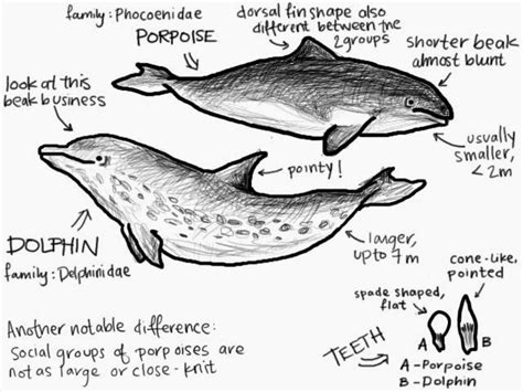 Gallery For > Porpoise Vs Dolphin Difference