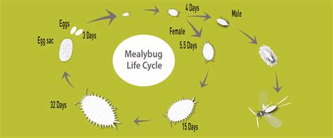 life cycle of mealybugs - BioBee Chile