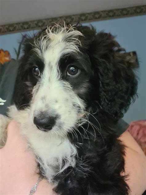 Doodle Puppies for Sale (border collie/poodle) - Dogs For Sale Ireland