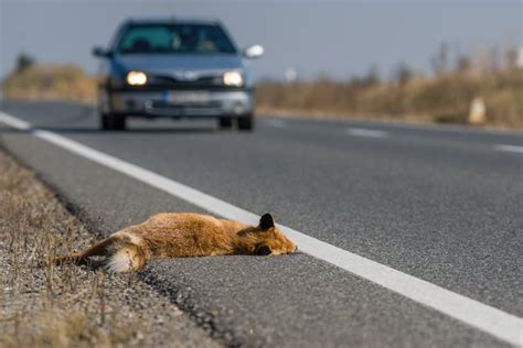 Wildlife can be saved from becoming roadkill with a new tool that finds ...