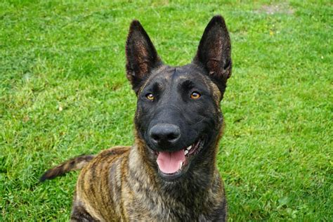 Dutch Shepherd: Dog Breed Info, Guide & Care