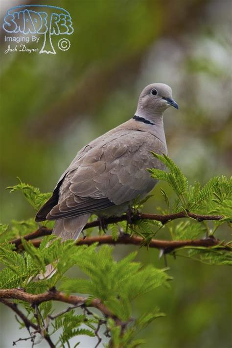 Eurasian Collared-Dove | shadeTreeImaging