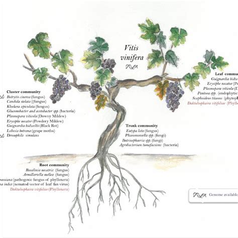 Schematic life-cycle of the grape phylloxera (from Granett et al. 2001). | Download Scientific ...