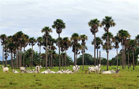 Llanos | One Earth