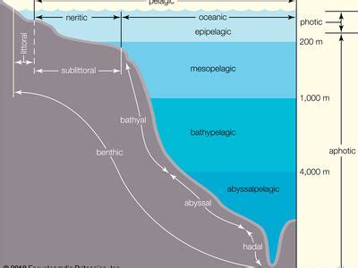 Marine ecosystem | Definition, Food Web, Plants, Animals, Characteristics, & Facts | Britannica