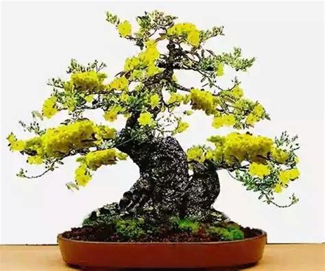 Hoa Mai Bonsai - popularly called the Vietnamese mickey-mouse plant (hoa mai, hoàng mai), is a ...