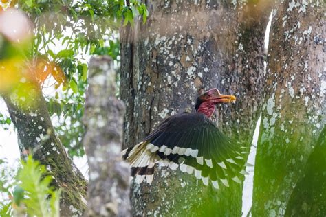 Species for Sale: Helmeted Hornbill | by WWF HK | Panda blog @WWF-Hong Kong | Medium