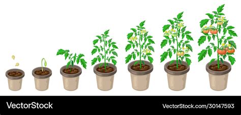 Tomato plants in pot tomatoes growth stages from Vector Image