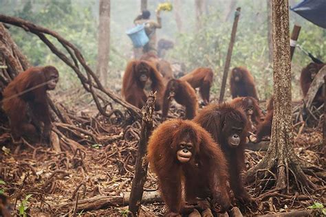 Yang Terjadi Bila Orangutan Punah - Tirto.ID