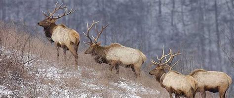 The Rocky Mountain Elk is the state animal of Utah. | Rocky mountains, Animals, Utah