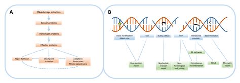 Cancers | Free Full-Text | DNA Damage-Inducing Anticancer Therapies: From Global to Precision Damage