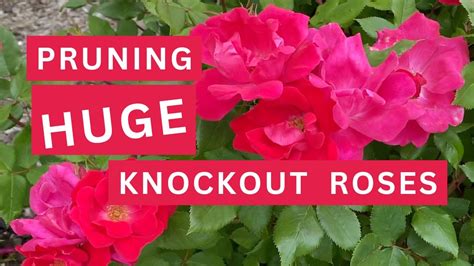 Pruning HUGE Knockout Roses: 10 Helpful Tips - YouTube