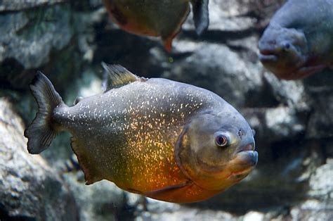 File:Gregory Moine - Red bellied Piranha (by).jpg - Wikipedia, the free ...