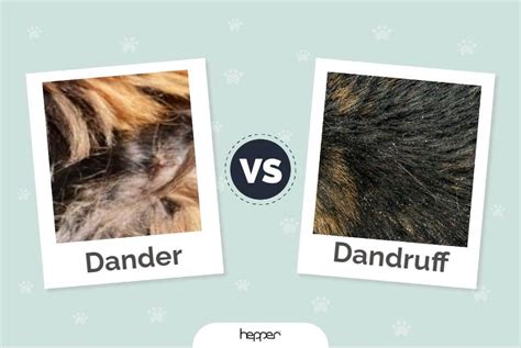 Cat Dander vs. Cat Dandruff: Differences & What to Do (Vet-Approved) | Hepper