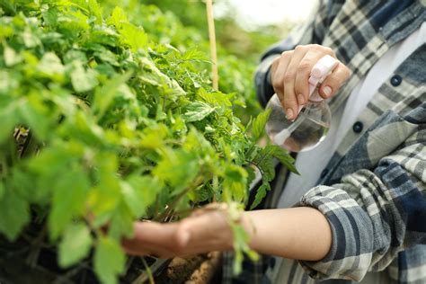 Homemade Bug Spray for Vegetable Plants - Food Gardening Network