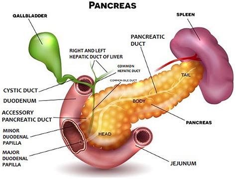 Frontiers | Pancreas—Its Functions, Disorders, and Physiological Impact on the Mammals’ Organism