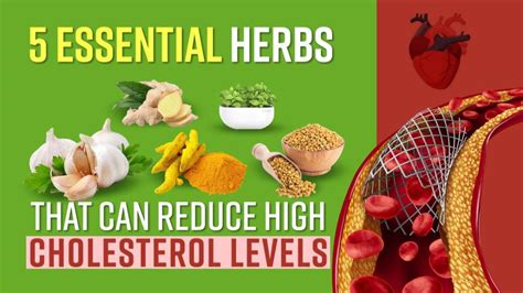 5 Essential Herbs That Can Reduce High Cholesterol Levels ...