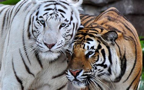 AS Bio: Endangered Animals - Bengal Tiger on emaze