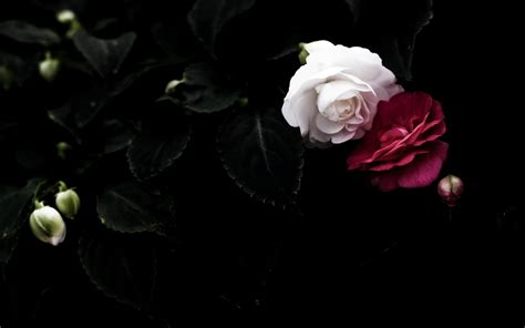 🔥 Free Download Roses Wallpaper Black White Leaf Pair Red Petals by @victoriagray | WallpaperSafari