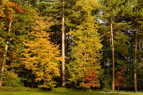 Jesiennie w Painshill Park / Autumn in Painshill Park – My (not) so ordinary days