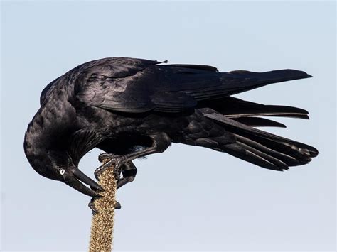 Australian Raven Bird Facts (Corvus coronoides) | Birdfact