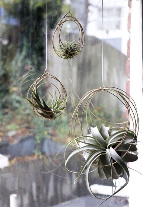 51 Most Amazing Air Plant Display Ideas | Air plant ornament, Plant display ideas, Hanging air ...