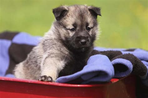 Do Swedish Elkhound Howl