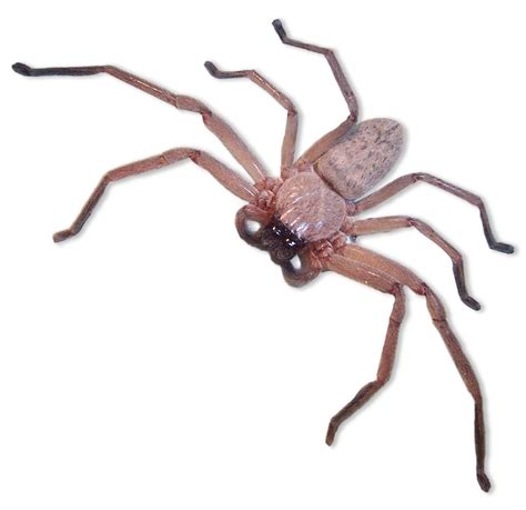 File:Huntsman spider.jpg - Wikimedia Commons