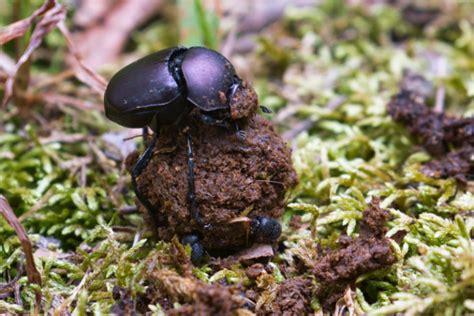 My Encounter with a Dung Beetle Family | Steve Creek Wildlife Photography