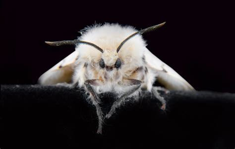 How moths keep our world blooming, pollinating in the night | One Earth