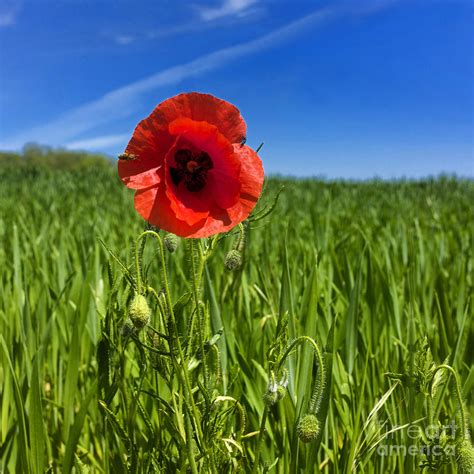 Single Poppy Flower In A Field Of Wheat Photograph by Bernard Jaubert