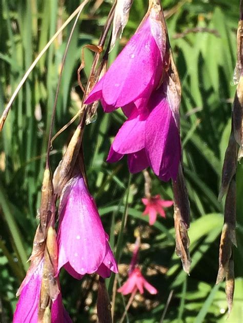 20 Dierama ‘Pink Hybrid’ seeds – Hoyland Plant Centre