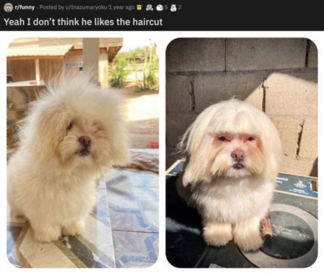 50 Comedically Bad Haircuts Cats And Dogs Edition