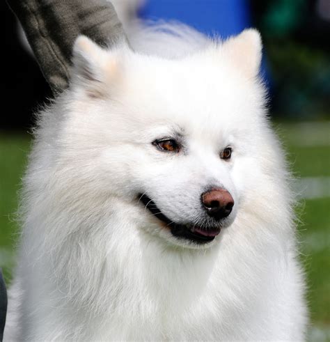 Lovely American Eskimo Dog photo and wallpaper. Beautiful Lovely ...