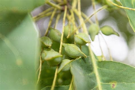 Image of Kakadu Plums in tree - Austockphoto