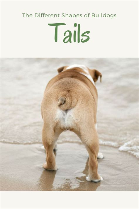 Bulldog Tails Check it out now | bulldogs