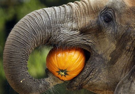 What Do Elephants Eat? Facts about the Diet of an Elephant