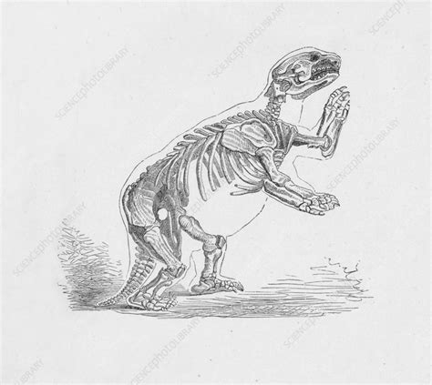 Skeleton of the Mylodon Darwinii, c1885, (1890) - Stock Image - C040/9129 - Science Photo Library