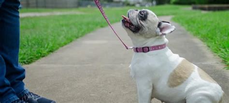 Houston Dog Training | Rover Oaks Pet Resort