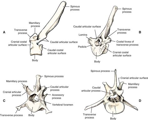 Canine Anatomy | Veterian Key