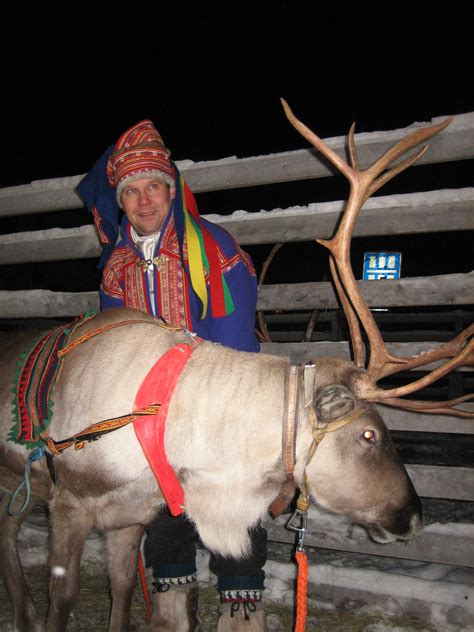 Reindeer for tourist attractions and herding | Grandma in Lapland