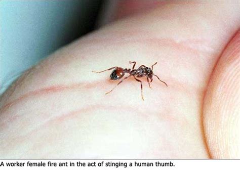 Fire Ants: Fire Ants Stinger