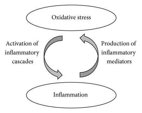 Interrelation of oxidative stress and inflammation. Oxidative ...