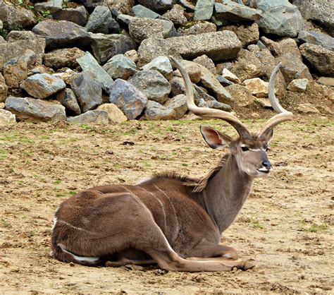 Colchester Zoo | Colchester Zoo, founded in 1963, covers an … | Flickr