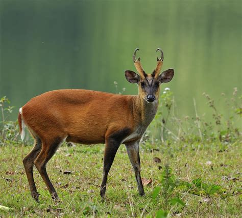 Muntjac (Muntiacus muntjak) by Murray Thomas - Wild Deer & Hunting ...