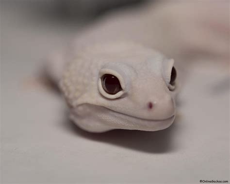 Leopard Gecko Care Sheet - OnlineGeckos.com Gecko Breeder